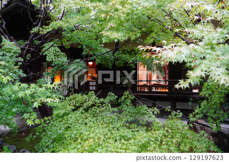 The beautiful green maple trees of Shorinji Temple 129197623