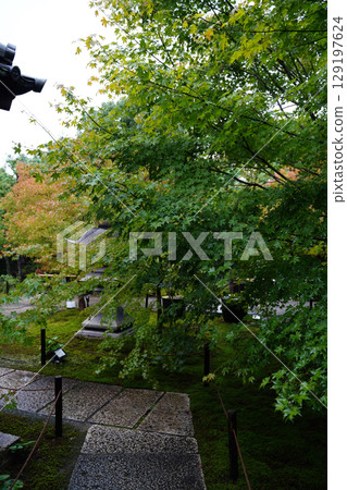 The beautiful green maple trees of Shorinji Temple 129197624