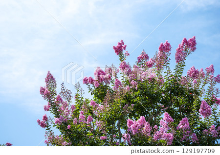 Crape myrtle pink blue sky flower summer autumn 129197709