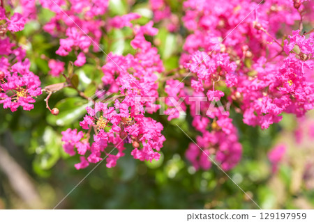 Crape myrtle pink flower plant summer autumn 129197959