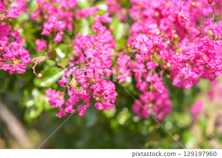 Crape myrtle pink flower plant summer autumn 129197960
