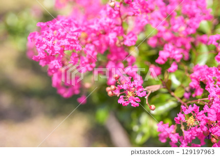 Crape myrtle pink flower plant summer autumn Crape myrtle pink flower plant summer autumn 129197963