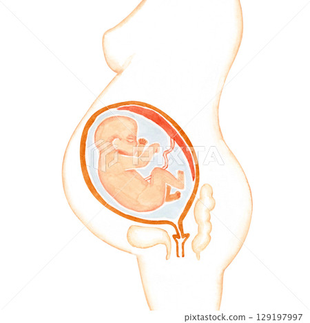 Pregnancy Maternity Breech fetus in the belly of a pregnant woman Watercolor illustration 129197997