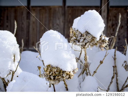 The scenery of snow piled up on withered plants is beautiful. The scenery of snow piled up on withered plants is beautiful. 129198012