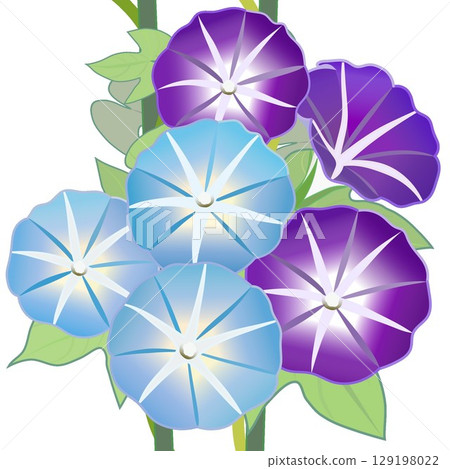 Morning glory illustration 129198022