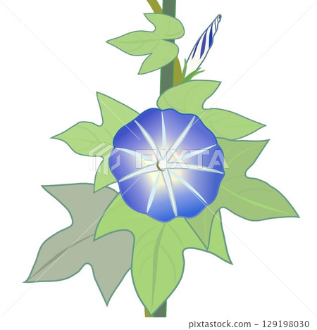 牽牛花例證 129198030