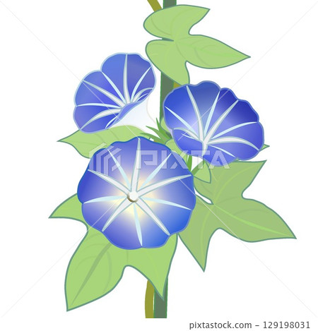牽牛花例證 129198031