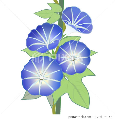 牽牛花例證 129198032
