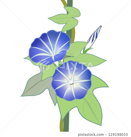 牽牛花例證 129198033