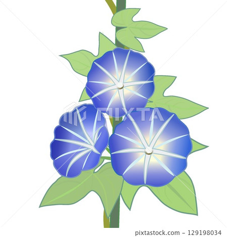 牽牛花例證 129198034
