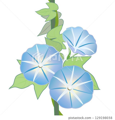 牽牛花例證 129198038