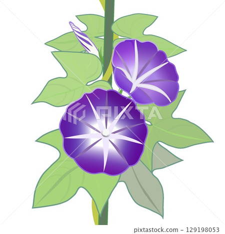 Morning glory illustration Morning glory illustration 129198053