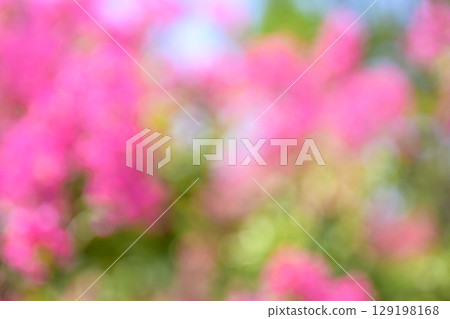 粉紅色綠色植物失焦背景材料 129198168