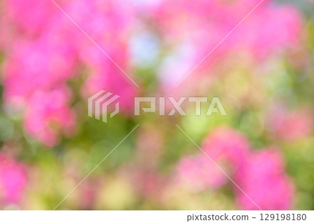 Pink Green Plant Out-of-focus Background Material 129198180