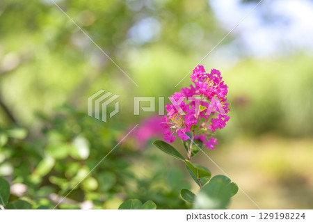紫薇粉色花植物夏秋 129198224