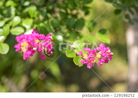 Crape myrtle pink flower plant summer autumn 129198252
