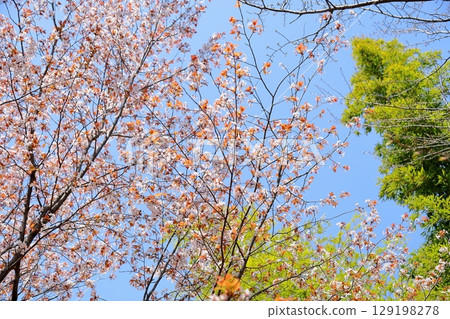 Refreshing wild cherry blossoms 129198278