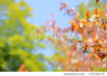 Refreshing wild cherry blossoms 129198279