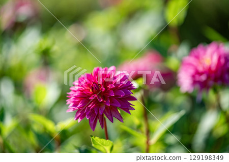 Pink dahlia flower 129198349