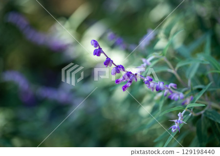 紫花鼠尾草 129198440