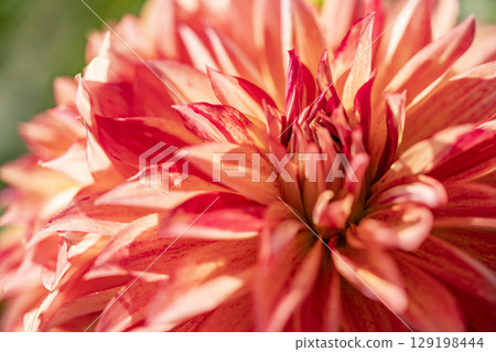 Red dahlia flower 129198444