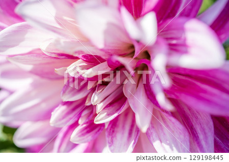 盛開的粉紅色大麗花花 129198445
