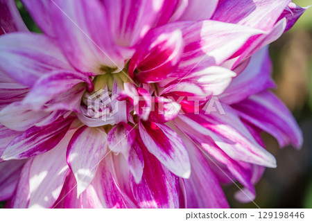 dahlia flowers are blooming 129198446