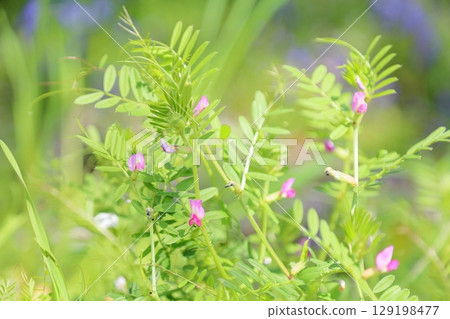可愛的烏鴉花 可愛的烏鴉花 129198477