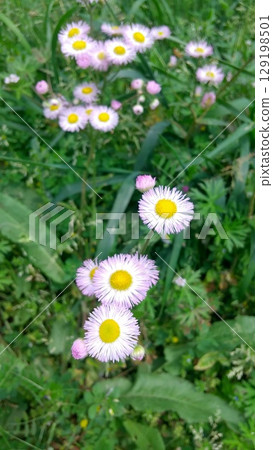 Dandelion with pale pink and white flowers Dandelion with pale pink and white flowers 129198501
