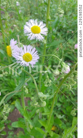 Haldione白花 129198502