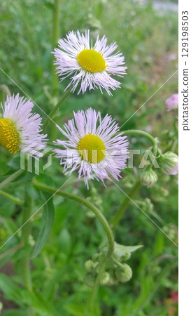 Haldione白花 Haldione白花 129198503