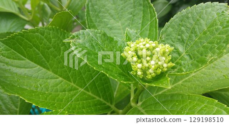 White flower buds of hydrangea White flower buds of hydrangea 129198510