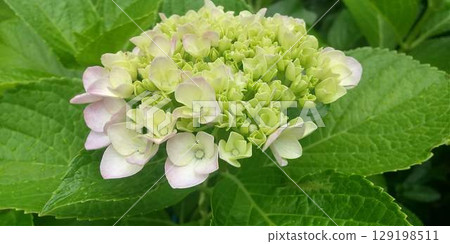 淡紫色繡球花開始綻放 淡紫色繡球花開始綻放 129198511