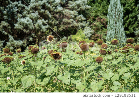 Late-blooming sunflowers Late-blooming sunflowers 129198531
