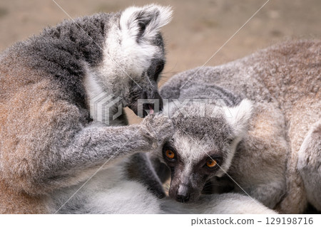 Ring-tailed lemurs or Lemur catta engaging in social grooming. Ring-tailed lemurs or Lemur catta engaging in social grooming. 129198716