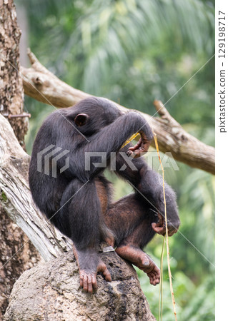 A chimpanzee or Pan troglodytes sitting on a rock, resting its head on its arm A chimpanzee or Pan troglodytes sitting on a rock, resting its head on its arm 129198717