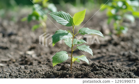 Young plant represents crucial investment in green future via tree planting 129199073