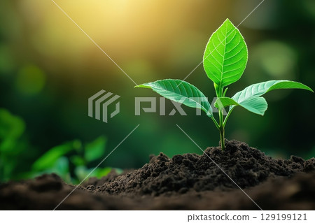 Growing plant in soil with sunlight shining Growing plant in soil with sunlight shining 129199121