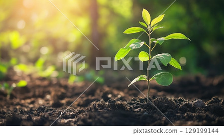 Scene captures essence of cultivating new life through tree planting. 129199144