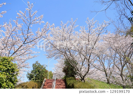 Somei-Yoshino cherry blossoms in full bloom 129199170