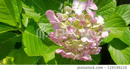 Light pink hydrangea Light pink hydrangea 129199228