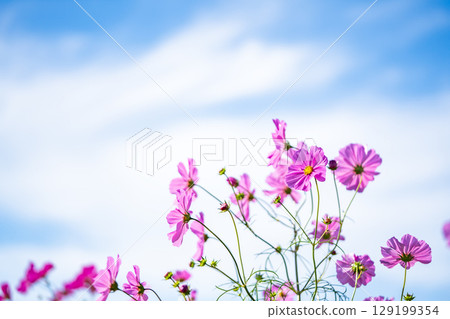 Yellow-red colored leaves Yellow-red colored leaves 129199354