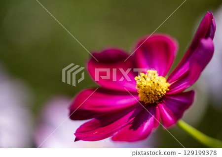 Red cosmos flowers 129199378