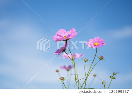 發光在藍天的波斯菊 發光在藍天的波斯菊 129199387