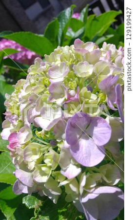 White hydrangea 129199427