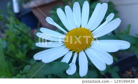 白色瑪格麗特花 白色瑪格麗特花 129199430