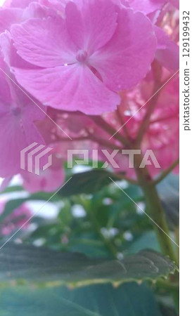 Close-up photo of pink hydrangea flowers Close-up photo of pink hydrangea flowers 129199432