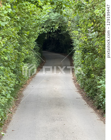 Serene Country Path Surrounded by Lush Greenery Serene Country Path Surrounded by Lush Greenery 129199447