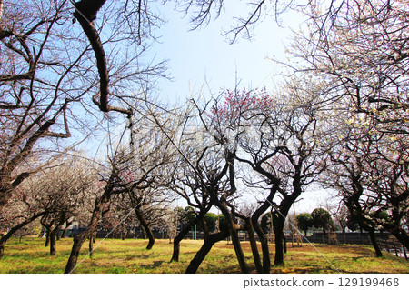 Plum of Kinutakoen Plum of Kinutakoen 129199468