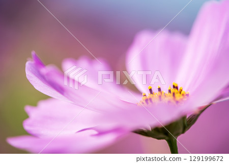 Pink cosmos flowers are blooming 129199672